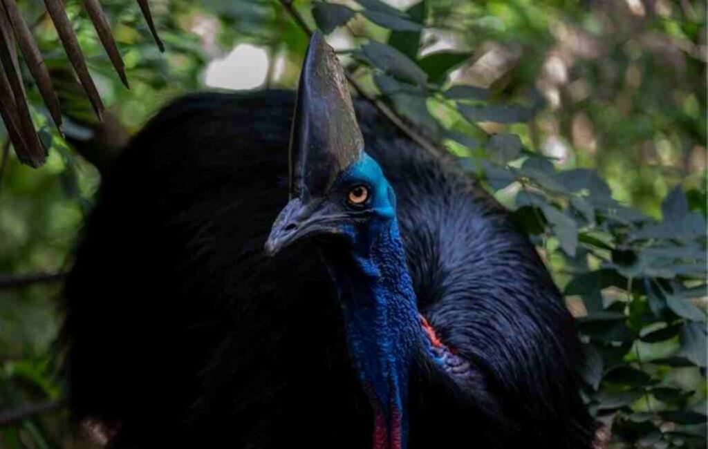 Cassowary, tree kangaroo and quoll habitat declared Endangered ...