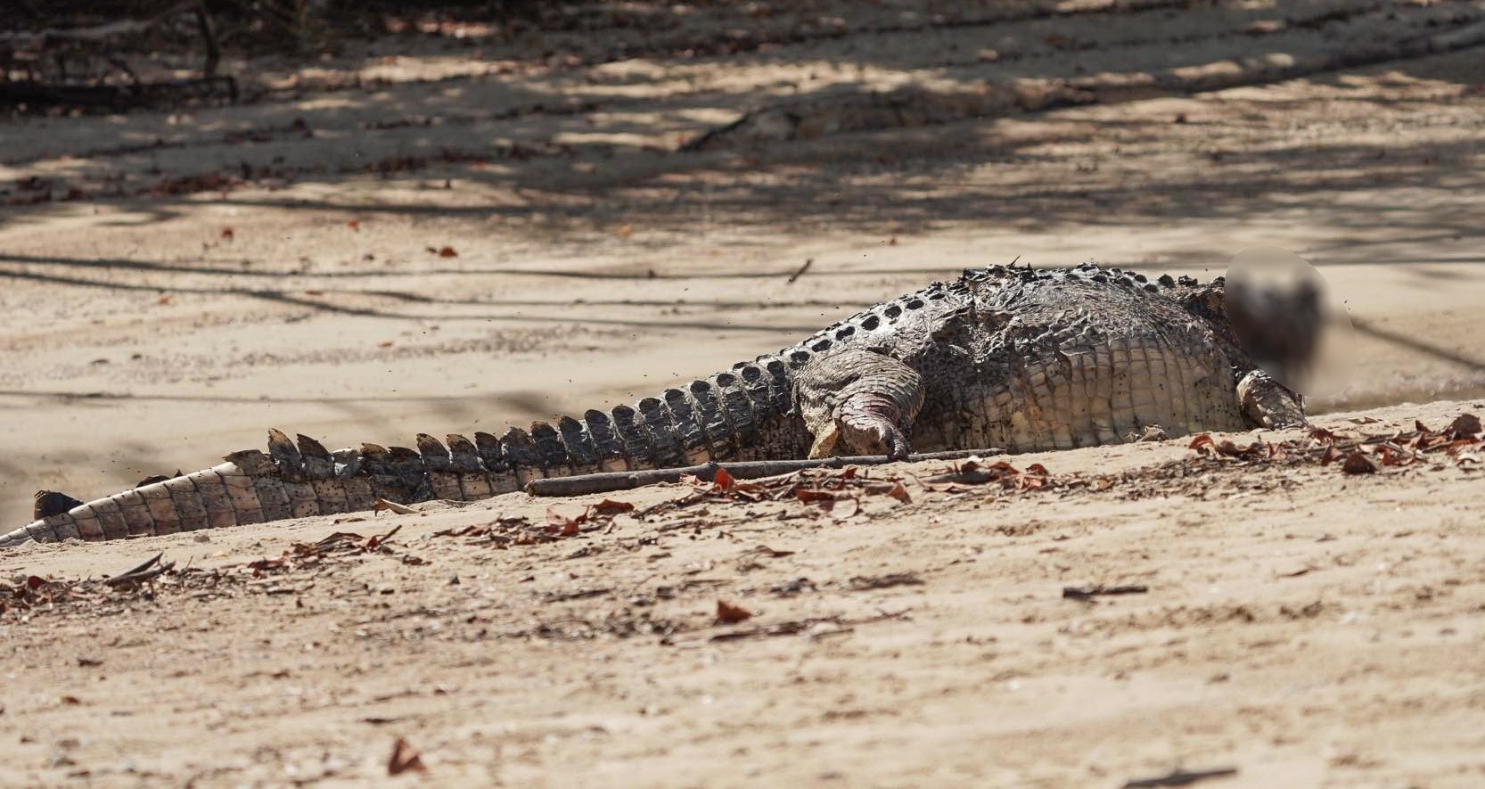 Snorkeler in Australia pries crocodile off his head and survives