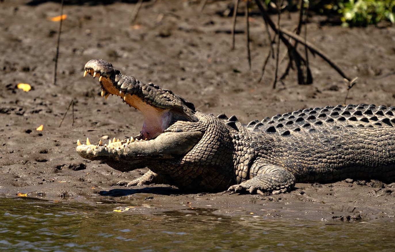 NEWSPORT DAILY-Huge Mowbray River croc's biggest fan keeps a close watch