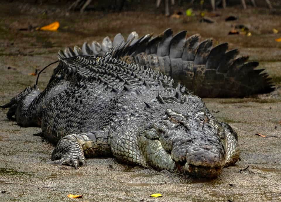 Fashion bites at Mareeba Melaleuca Crocodile Farm as high-end